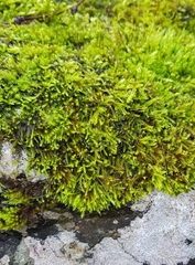 Sciuro-hypnum populeum