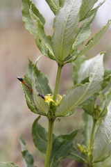 Fadogia homblei