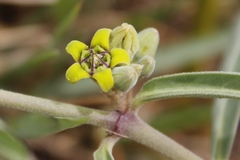 Raphionacme velutina
