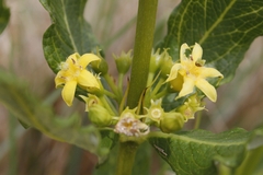 Fadogia homblei