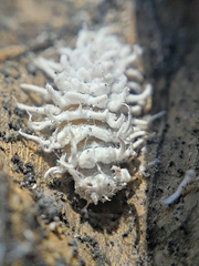 Pseudococcus
