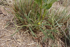 Raphionacme velutina