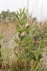 Fadogia homblei
