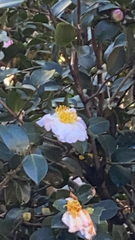 Camellia sasanqua
