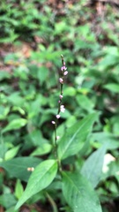 Persicaria posumbu