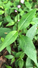 Persicaria posumbu