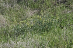 Astragalus lentiginosus nigricalycis