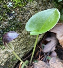 Arisarum simorrhinum