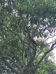 Dicrurus macrocercus harterti