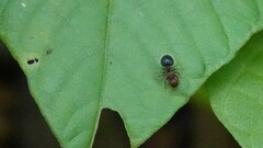 Meranoplus bicolor