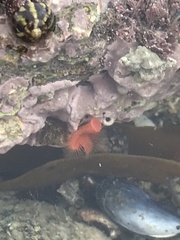 Serpula vermicularis