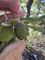 Quercus douglasii