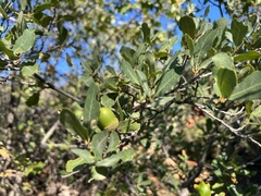 Quercus douglasii