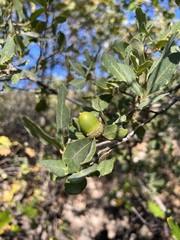 Quercus douglasii