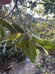 Quercus douglasii