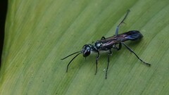 Chalybion bengalense