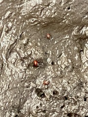 Optediceros breviculum