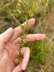 Hypericum galioides