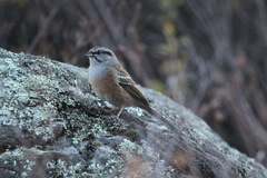 Emberiza godlewskii