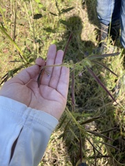 Aeschynomene americana