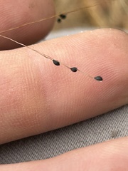 Kellochloa verrucosa