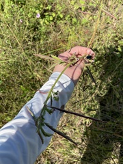 Aeschynomene americana