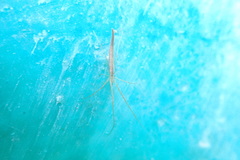 Tetragnatha reimoseri
