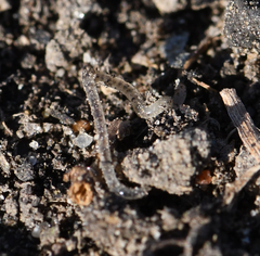 Enchytraeidae