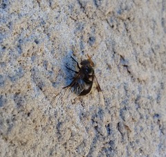 Copestylum spinigerum