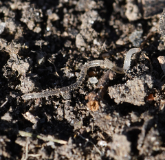 Enchytraeidae