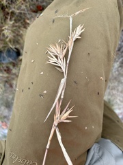 Dichanthelium dichotomum