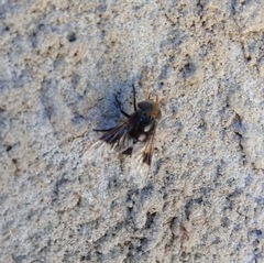 Copestylum spinigerum