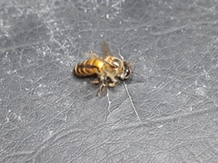 Apis cerana indica