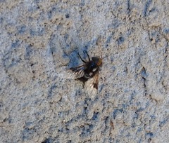 Copestylum spinigerum