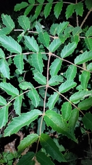 Aralia decaisneana