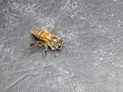 Apis cerana indica