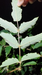 Aralia decaisneana