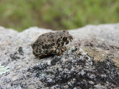 Anaxyrus compactilis