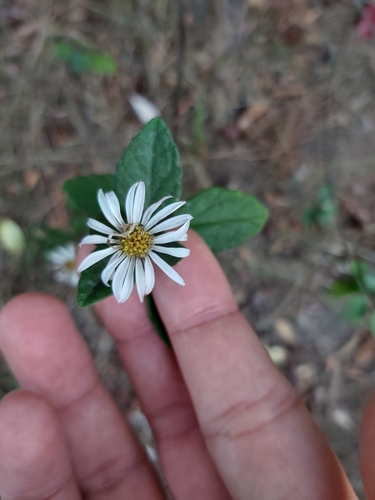 Image of Olearia tomentosa by (c) Tim, some rights reserved (CC BY)
