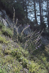 Salvia ringens