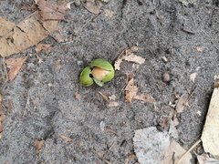 Pemphigus obesinymphae