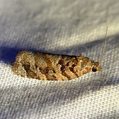 Argyrotaenia tabulana