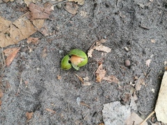 Pemphigus obesinymphae