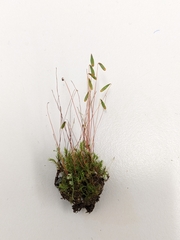 Ptychostomum pseudotriquetrum