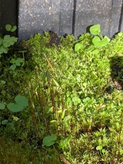 Ptychostomum pseudotriquetrum