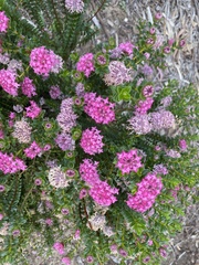 Pimelea ferruginea
