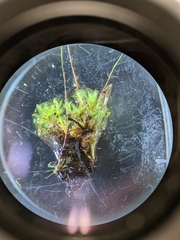 Ptychostomum pseudotriquetrum