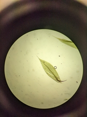 Ptychostomum pseudotriquetrum