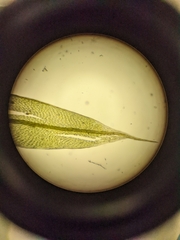 Ptychostomum pseudotriquetrum