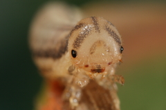 Tenthredopsis